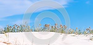 Grass crest of a white sand dune