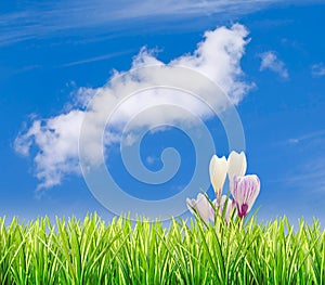 Grass with crocuses and blue sky