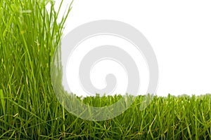 Grass & cut grass