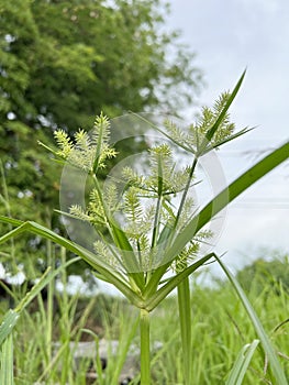 Grass-Cyperus procerus Rottb flower