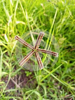 Grass Dactyloctenium aegyptium