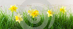 Grass And Daffodils