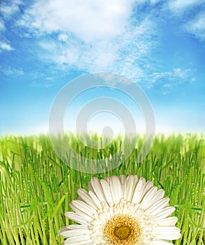 Grass and daisy