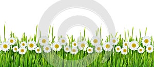 Grass and daisy flowers row