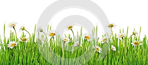 Grass and daisy flowers row