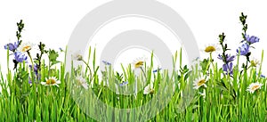 Grass and daisy flowers row