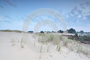 Grass on dand dune in morning