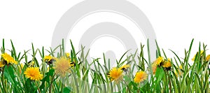 Grass and dandelions