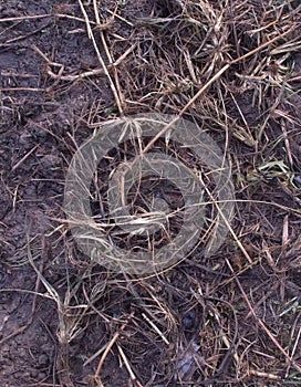 The grass is dead and dry.