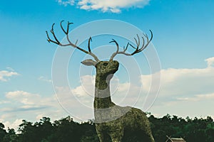 Grass deer in field of Thailand