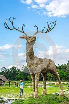 Grass deer in field of Thailand