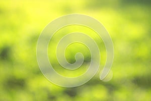 grass defocused background