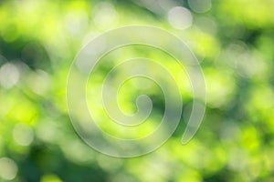 grass defocused background