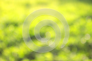grass defocused background