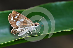Grass demon butterfly
