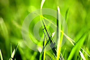 Grass detail