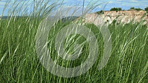 Grass develops in the wind