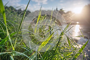 Grass on a dew. With blurred landscape at background