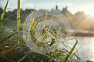 Grass on a dew. With blurred landscape at background