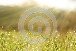 Grass in dew with blurred trees in bokeh