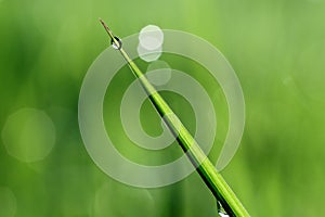 Grass with Dew Closeup