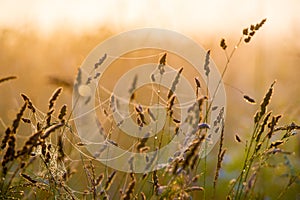 Grass with dew and cobweb