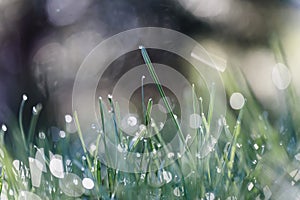 Grass with dew drop