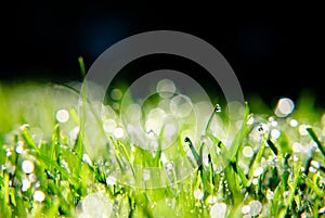 Grass with dew drops