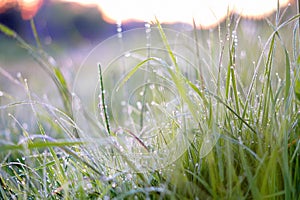 Grass with dew drops