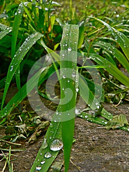 In the grass dew drops with big green grass leaf in the center