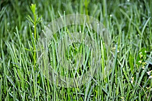 Grass with dew drops at dawn. Wallpaper green grass in dew. Green meadow grass after rain.