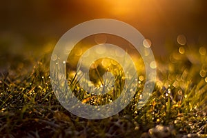 Grass with dew drops at sunrise a blurred background. Shallow depth of field