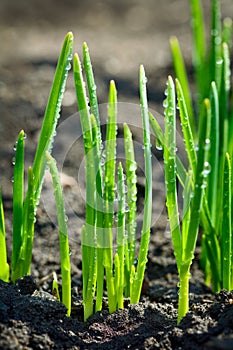 Grass dewdrops