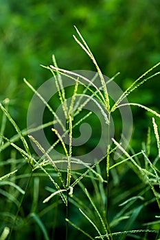 Grass and Dews