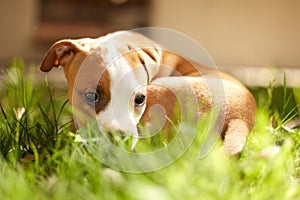 Grass, dog and portrait of shy puppy in backyard for adoption, rescue shelter and animal care. Cute, pets and hiding