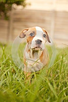 Grass, dog and puppy in backyard or lawn for adoption, rescue shelter and animal care. Cute, pets and adorable innocent