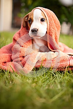 Grass, dog and puppy in backyard with towel for adoption, rescue shelter and animal care. Cute, pets and adorable