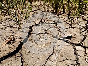 The grass and dried cracked earth. Because of no rain and drought season