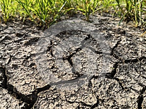 The grass and dried cracked earth. Because of no rain and drought season