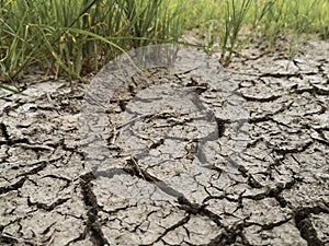 The grass and dried cracked earth. Because of no rain and drought season