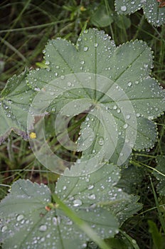 Grass in droplets of rain