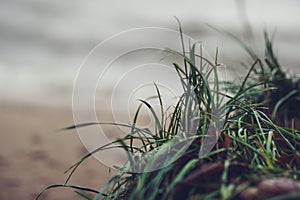 Grass and dry branches on the seashore