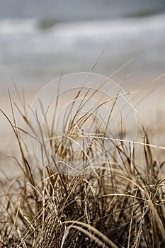 Grass and dry branches on the seashore