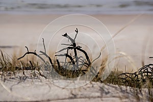 Grass and dry branches on the seashore