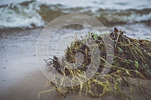 Grass and dry branches on the seashore