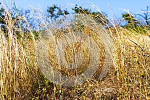 Grass dry and dead It golden