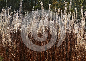 Grass dry high wall Ivan tea as the background