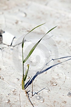 Grass on dry land