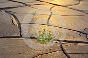 Grass on dry soil