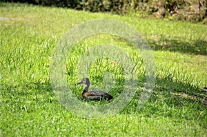 In the grass a duck Dendrocygna viduata lying in the shade